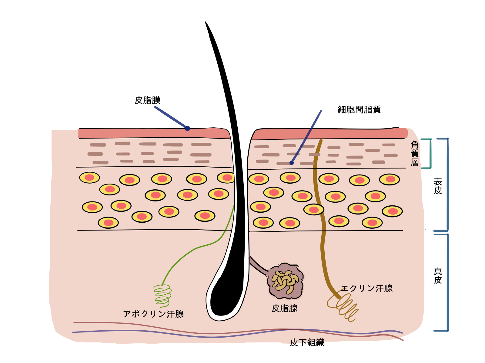 毛穴の構造