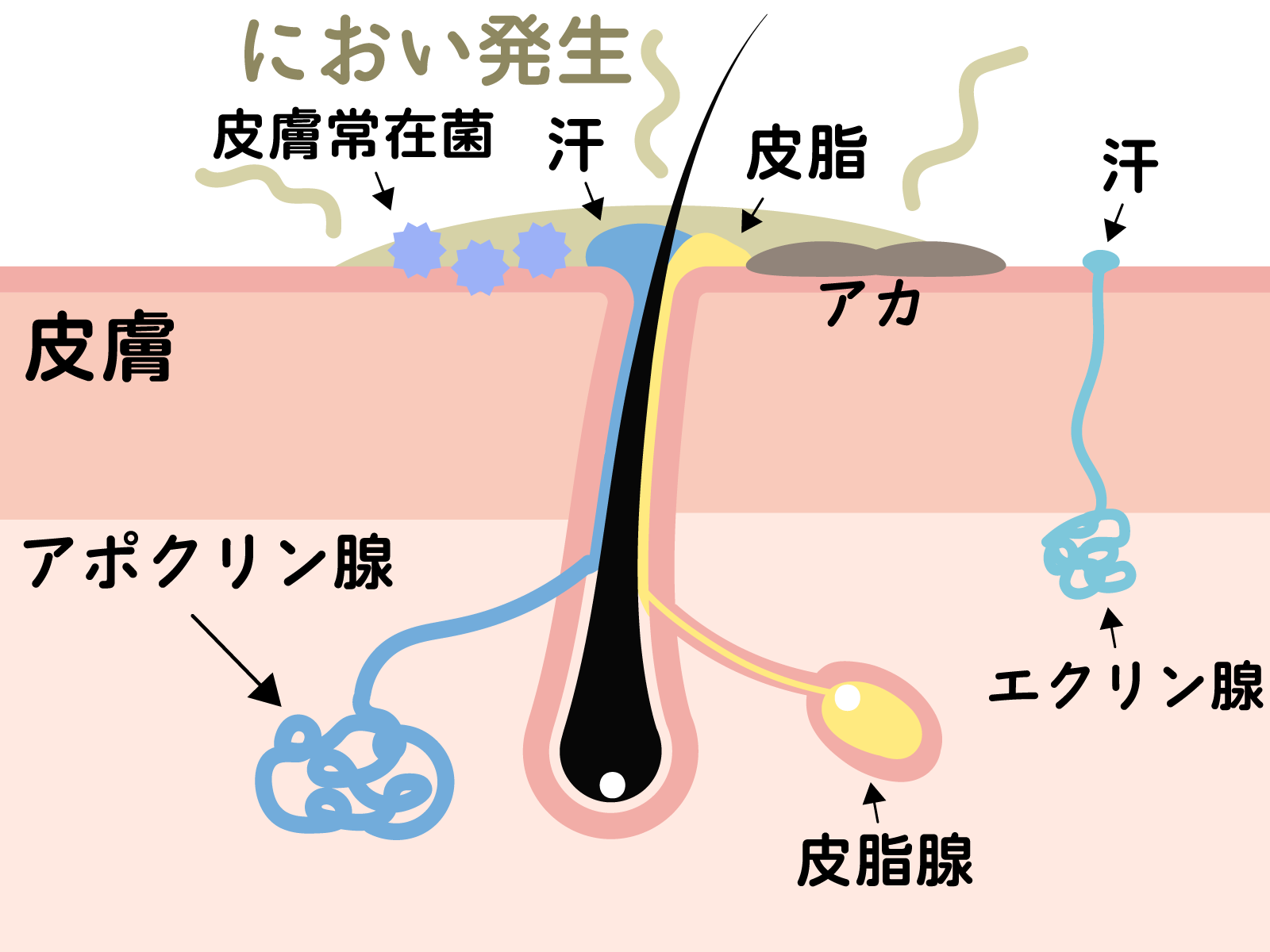 体臭の発生メカニズムの図