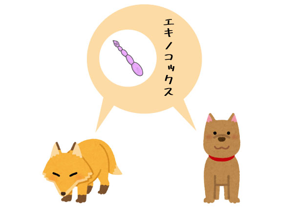 エキノコックスは犬にも感染する